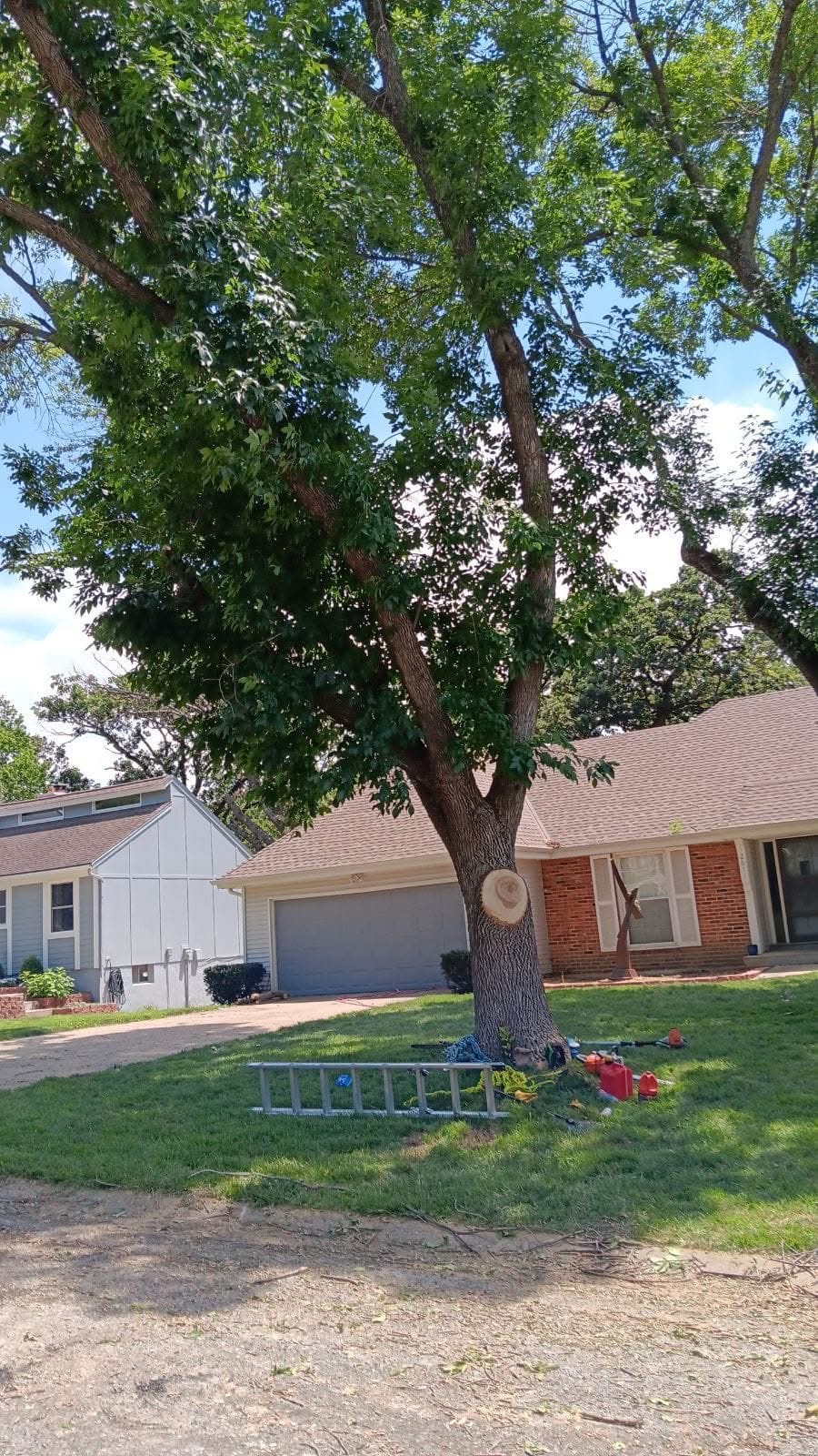 Tree trimming job site with ladder and equipment at a residential tree