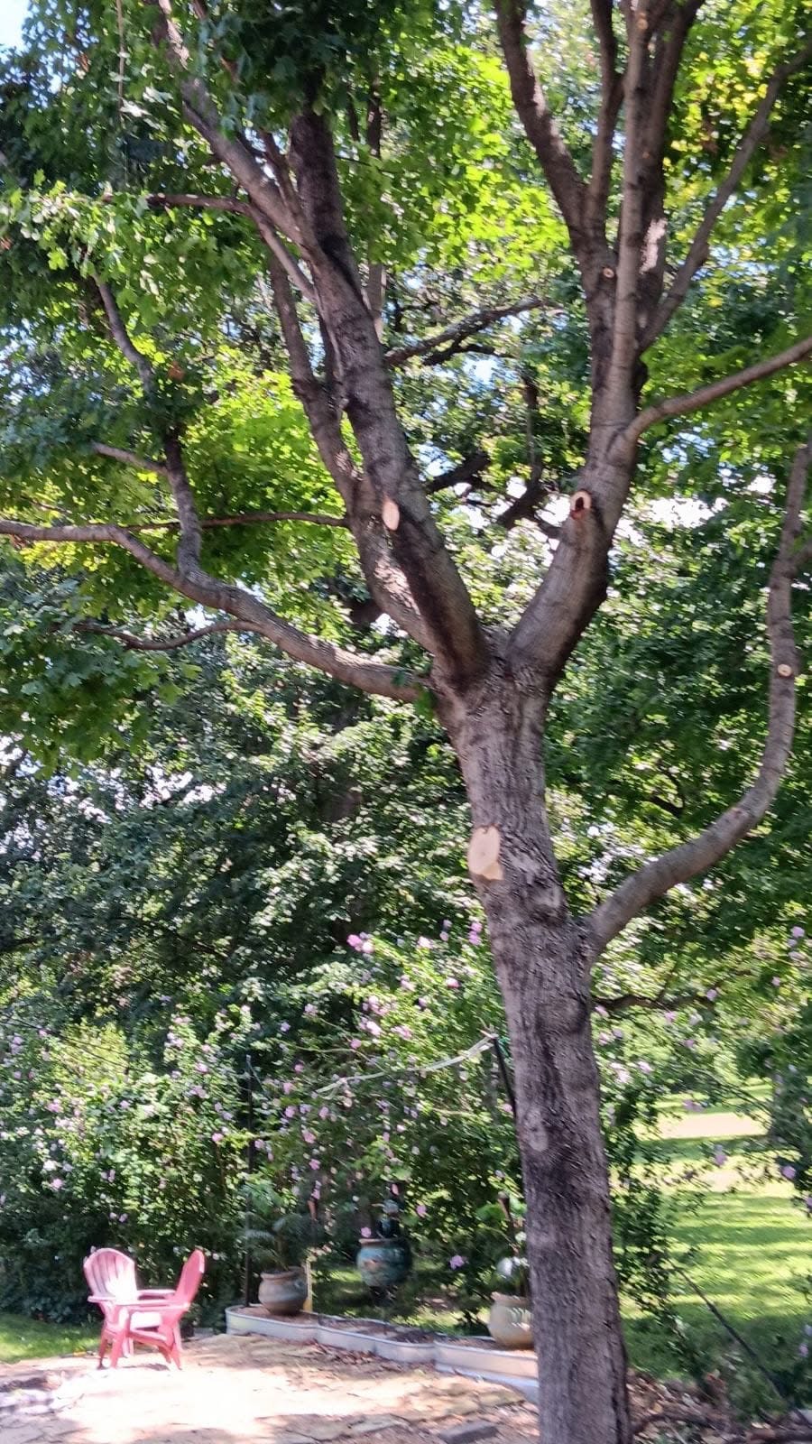 Recently pruned tree with clean cuts in a landscaped yard